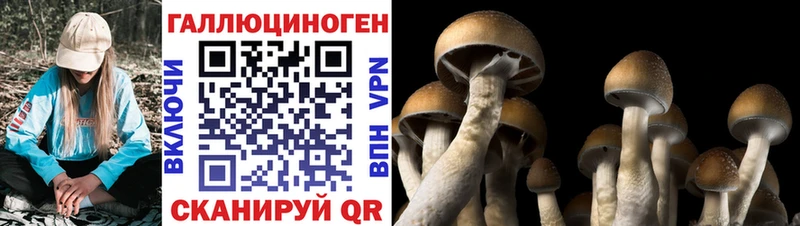 Купить закладки  Славянск-на-Кубани  Псилоцибиновые грибы GOLDEN TEACHER 